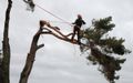 Arborists in Broadwood