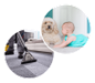 Carpet Cleaning in Valley Heights