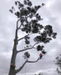 Tree Pruning in Wangara