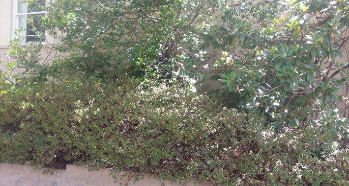 Gardens Revived Logo