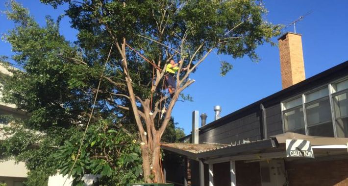 At Your Tree Service Logo
