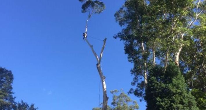 At Your Tree Service Logo