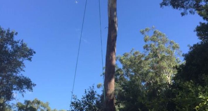 At Your Tree Service Logo