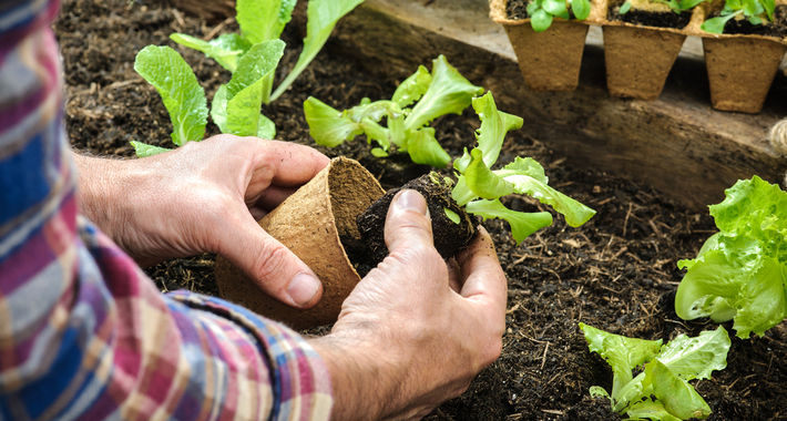 AMF GARDENING AND MAINTENANCE Logo