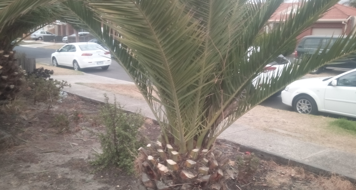 AMF GARDENING AND MAINTENANCE Logo