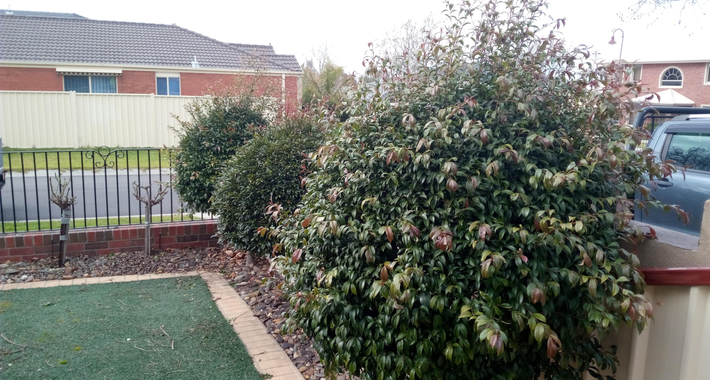 AMF GARDENING AND MAINTENANCE Logo