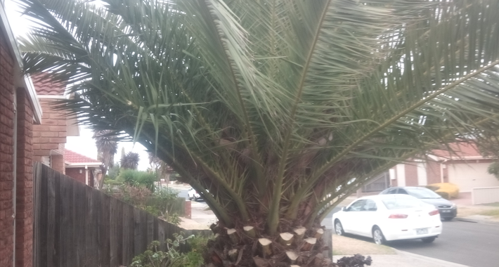 AMF GARDENING AND MAINTENANCE Logo