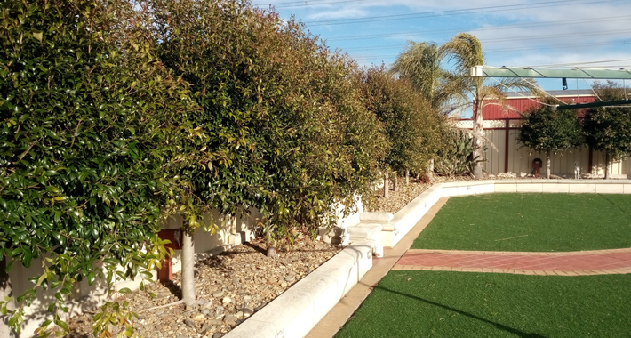 AMF GARDENING AND MAINTENANCE Logo