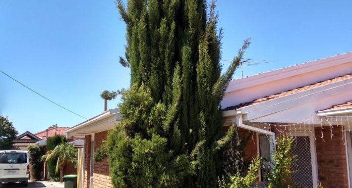 AMF GARDENING AND MAINTENANCE Logo