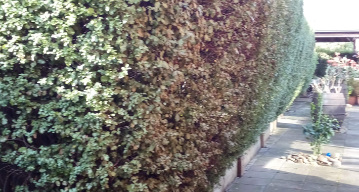 AMF GARDENING AND MAINTENANCE Logo