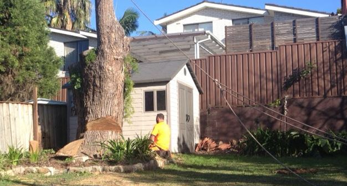 Tree Lopping, Sydney, 2000, NSW, AAA Alex Tree and Garden Services