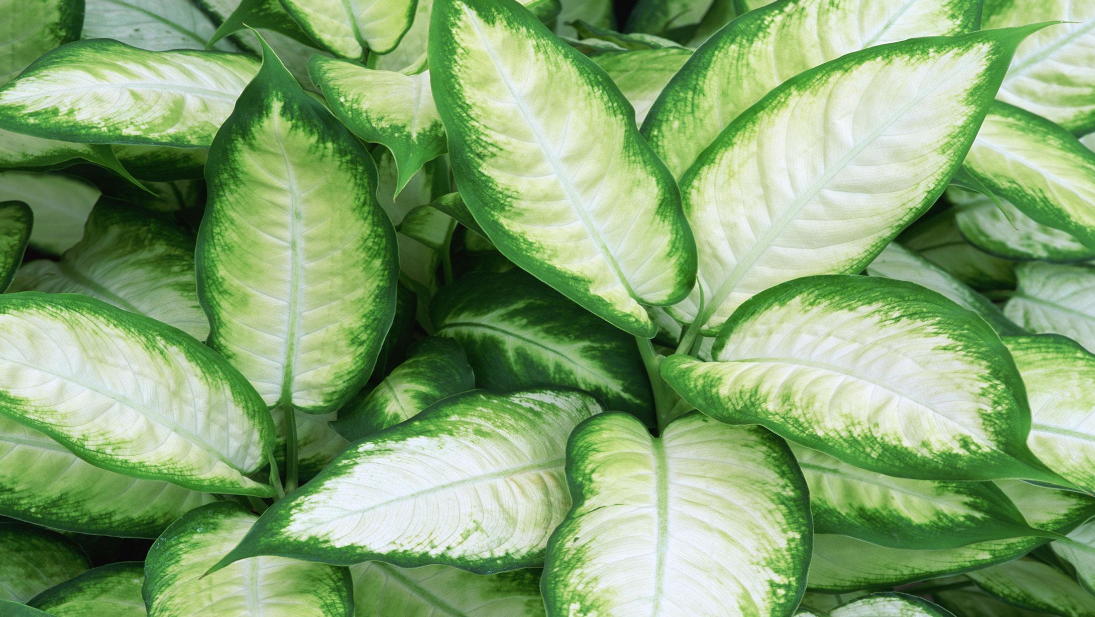 Green and white plant information