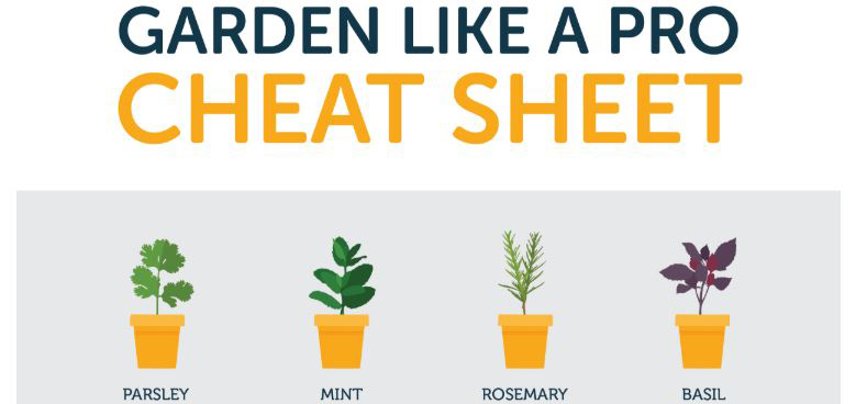 Your Herb Garden Cheat Sheet