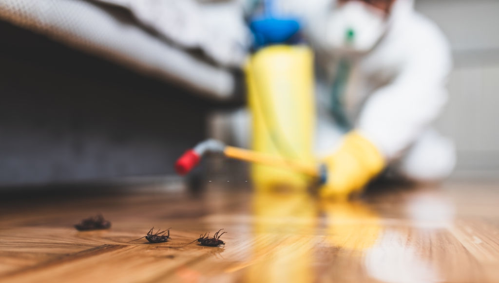 How often should you pest control your home | Service.com.au