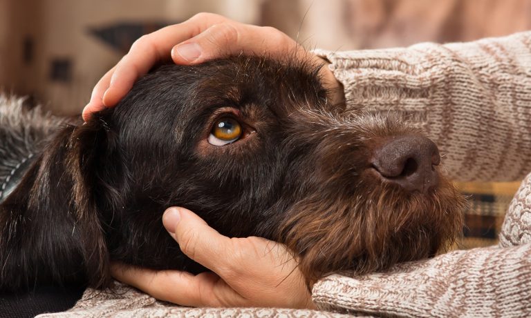 how do i protect my windows from dog scratches