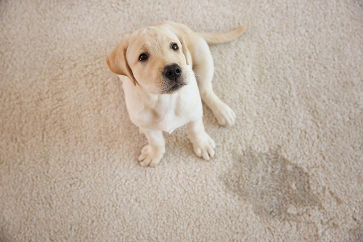 how can i protect my floor from dog urine