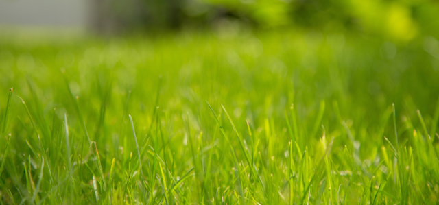10 Low-Maintenance Landscaping Ideas